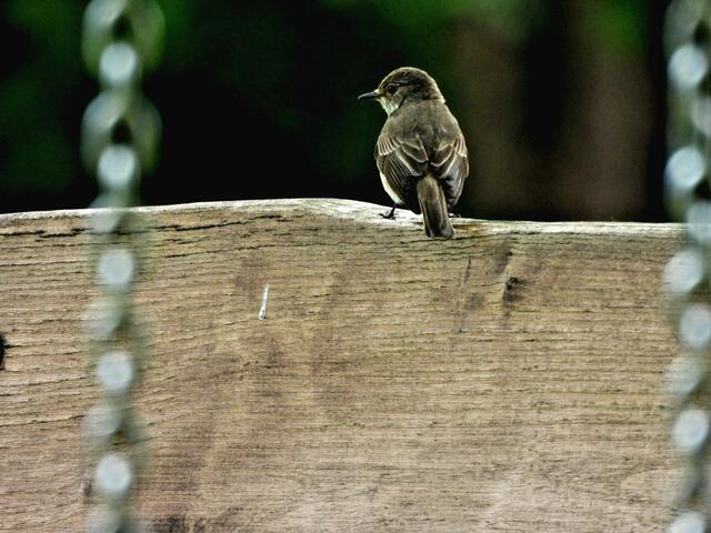 Spielplatz, an dem Kinder von Grauschnäpper mitbetreut werden. | Foto: Zuzana Kobesova 2024