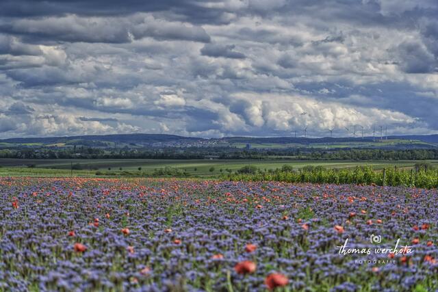 Ein so wundervoller Blick inmitten der Weingärten vom Weingut Kollwentz, aus meiner Heimatgemeinde Großhöflein, mit Blickrichtung nach Siegendorf und Klingenbach :-).

Das Bild wurde am 22. Mai 2024 aufgenommen - Eine herrliche Stimmung durch eine so wundervolle Wolkenstimmung! | Foto: Thomas Werchota