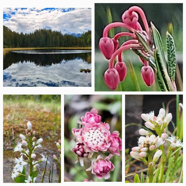 Wunderschöne Blumen am BRANDSEE! | Foto: Konrad K. 