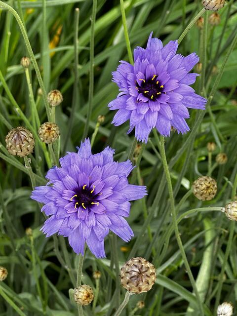 Es gibt immer jemanden, der über Regen erfreut ist. | Foto: © Gabriele Czeiner
