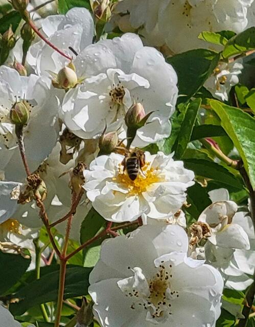 meine Kletterrose Bobby James wird von Bienen und Hummeln sehr gerne besucht  | Foto: Heidemarie Stanzel