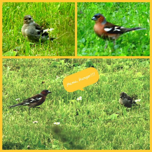 Die gefiederten Jungspunde nehmen Reissaus und schenken und wunderbare Momente wie diesen. Es grüßt die Familie Buchfink :).  | Foto: Zuzana Kobesova 2024
