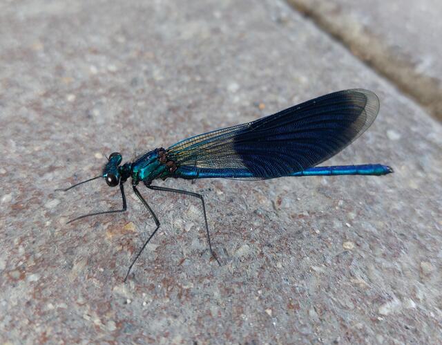 Filigrane Natur, Libelle auf einem kurzen Zwischenstopp im Garten in Ybbs, bevor es weiterging.