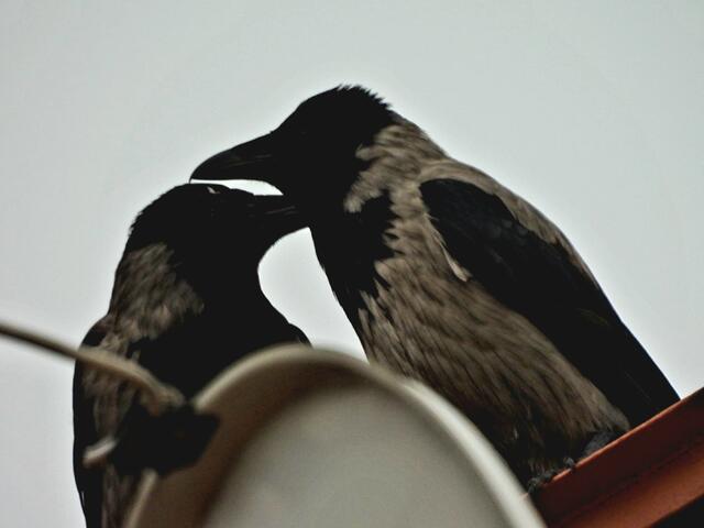 Jede(r) braucht Liebe - auch Nebelkrähen 😃 | Foto: Zuzana Kobesova 2024