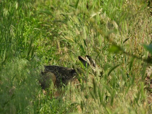 Ein Hase zwischen den Weinbergen bei der Langen Lacke in Burgenland.  | Foto: Zuzana Kobesova 2024