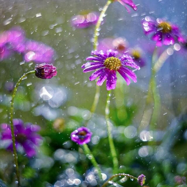 Es regnet, regnet, soweit das Auge reicht

 | Foto: Josef Glaser