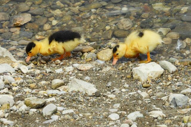 Bitte füttere uns nicht mit Brot, auch nicht mit Knödelbrot. 
Wir wollen langsam wachsen - mit dem, was uns die Natur gibt.
Vogelfütterung am Wasser hat viele Nachteile für Vögel und das Wasser!