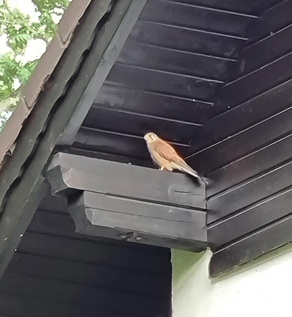 Junger Falke sucht Unterschlupf vor nahendem Gewitter | Foto: Heidemarie Stanzel