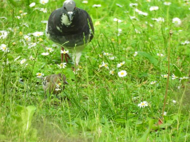 Eine Taube am Vormarsch - da muss der junge Buchfink passen. Aber er bleibt ganz schön cool, obwohl die Taube drei Mal sp groß ist. 😃 | Foto: Zuzana Kobesova 2024