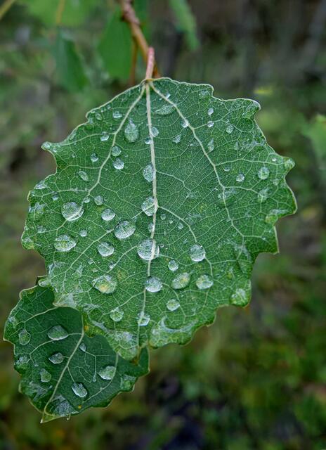 wenn Regentropfen auf Blättern fällt.