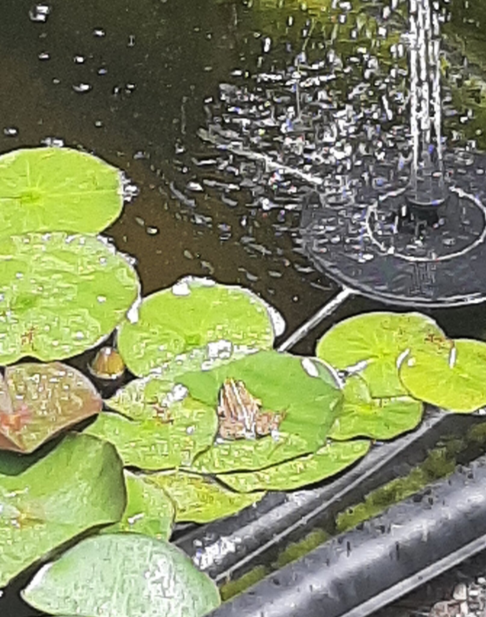 Der Frosch im Gartenteich....