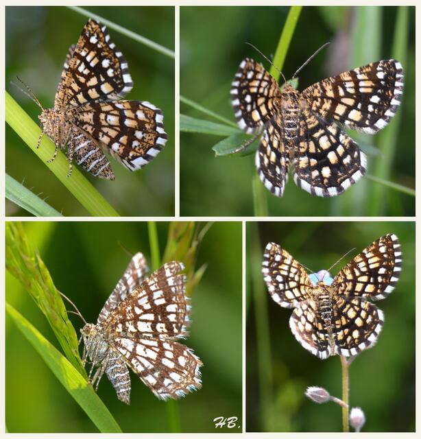 Klee Gitterspanner, bis zu 3 cm klein. Flugzeit April  - August , in 2 Generationen, tag- u. nachtaktiver Spanner