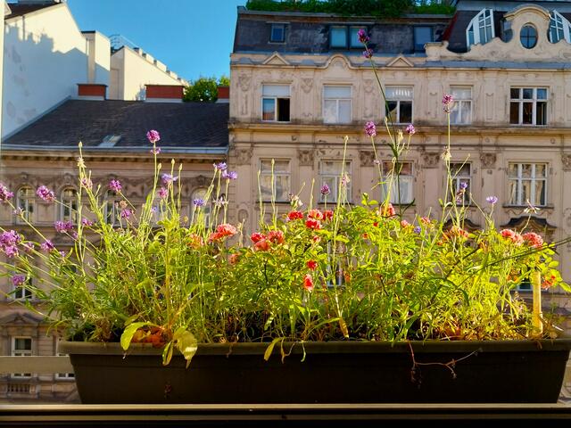 Nahrung für Bienen in der Burggasse und der Blick ans Fenster ist für mich Nahrung für die Seele | Foto: Dieter Heindl