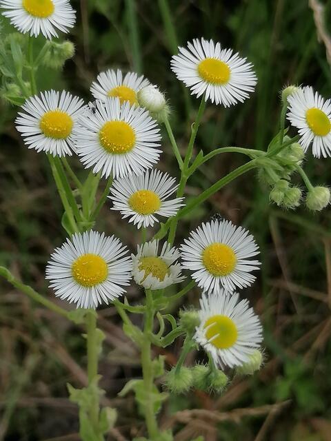 Feinstrahl Berufskraut