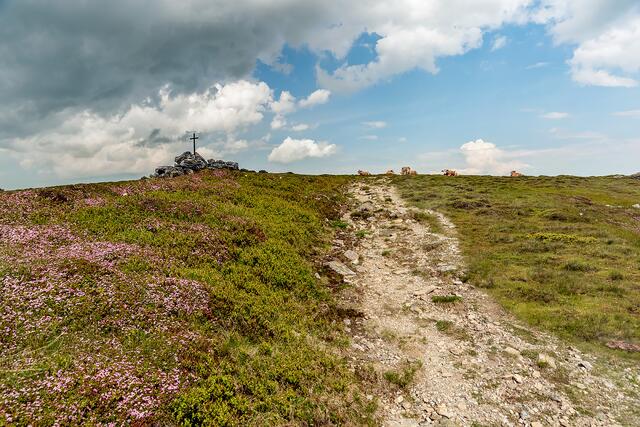 das zeichnet die glückliche Kuh auf der Alm aus.