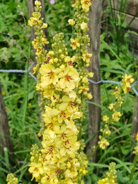 AM WEG WIE EIN SONNENSCHEIN  | Foto: EBERHARD ISKRATSCH 