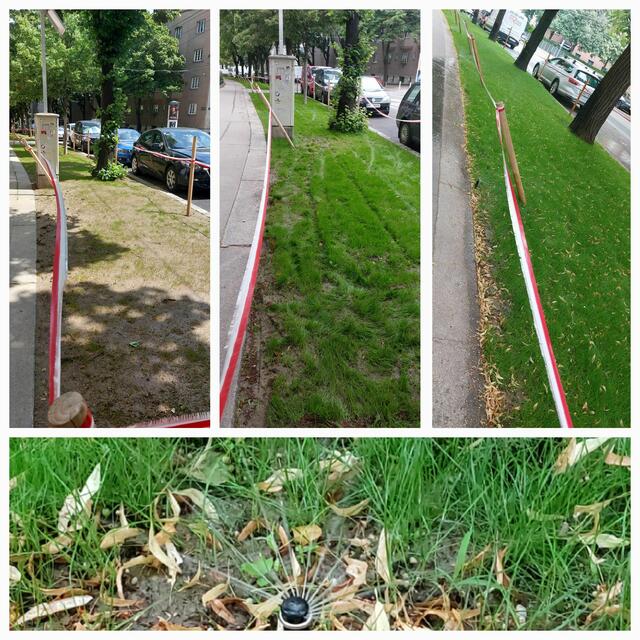 Die Bodenversiegelung hat überall Spuren hinterlassen. In der Kreuzgasse werden diese Spuren in Angriff genommen. Seit Ende Mai wachsen feuchte Teppiche rechts des Gehsteigs. In diesen Tagen ein wundervolles Highlight, denn die neue Bewässerung erfrischt auch Passant:innen mit einem Sprühnebel! 💧🌱 | Foto: Zuzana Kobesova 2024