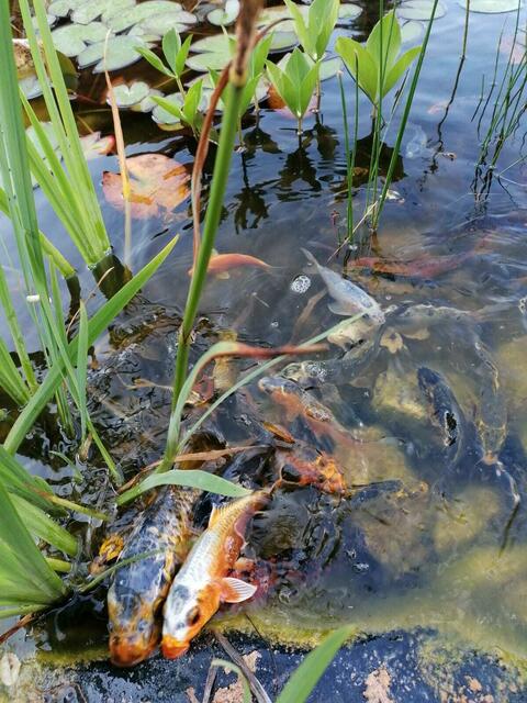 Flucht aus dem Teich oder einfach nur Frischluftvernatiker. Die Kois aus dem Teich von Maria Feldhofer aus Hafnerbach sind sehr mutig unterwegs.  | Foto: Maria Feldhofer
