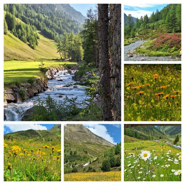 Horlachtal - Gubener Hütte 
Unzählige Bergblumen blühen momentan auf dem Weg zur und in der Umgebung Hütte! | Foto: Konrad K. 