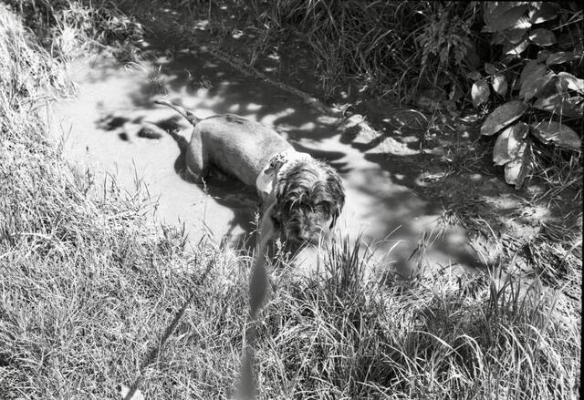 Fisheye-Aufnahme des Dackel-Bades | Foto: Santrucek