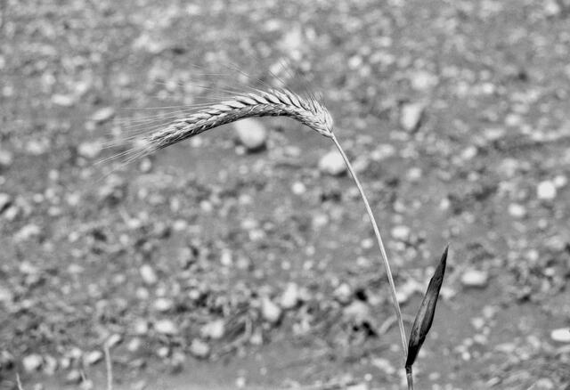 Diese Ähre wurde mit einer Minolta SrT303 aus den 70-er Jahren aufgenommen. | Foto: Santrucek