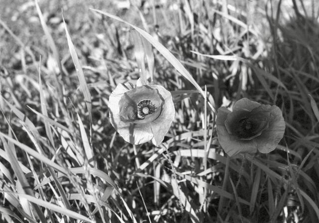 Mohnblumen müssen nicht immer Rot sein. Aufnahme mit Minolta SRt303. | Foto: santrucek