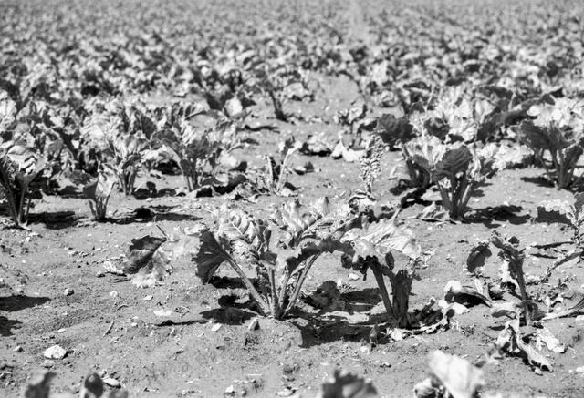 Gemüse-Anbau in Schwarz/Weiß. | Foto: Santrucek