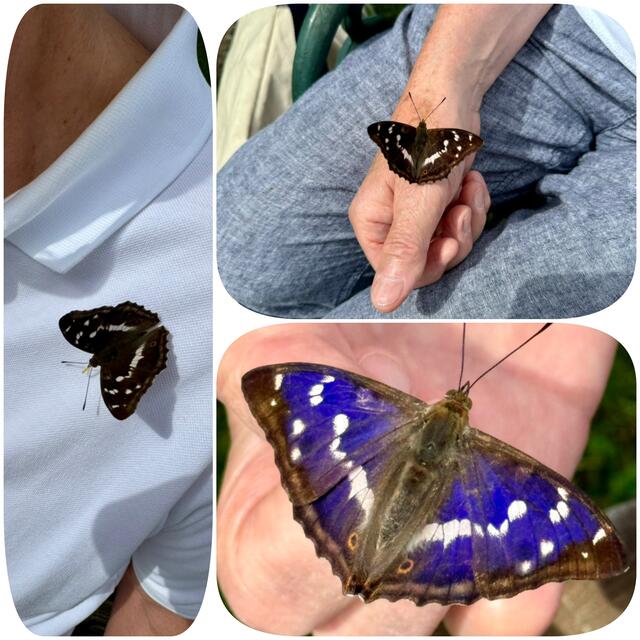 Mein Schmetterlingsfreund auf meiner Hand! Neugierig und zutraulich.
Wir haben uns gut verstanden!😍