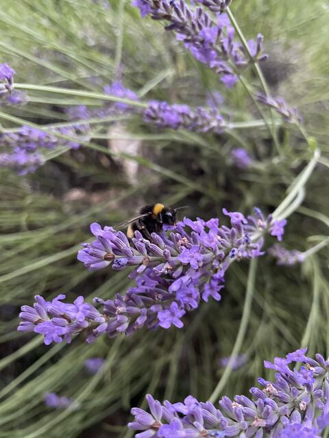 Eine Hummel schwirrt über den Flieder in Osterburg, sammelt Nektar und bestäubt die Blüten. Ihr Summen erfüllt die warme Sommerluft. | Foto: Martina Schweller