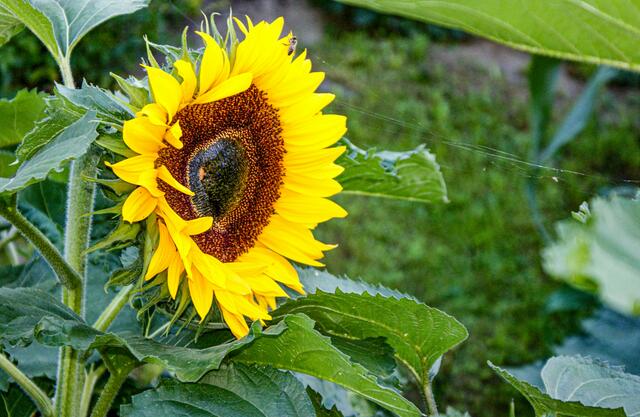 Sonnenblume