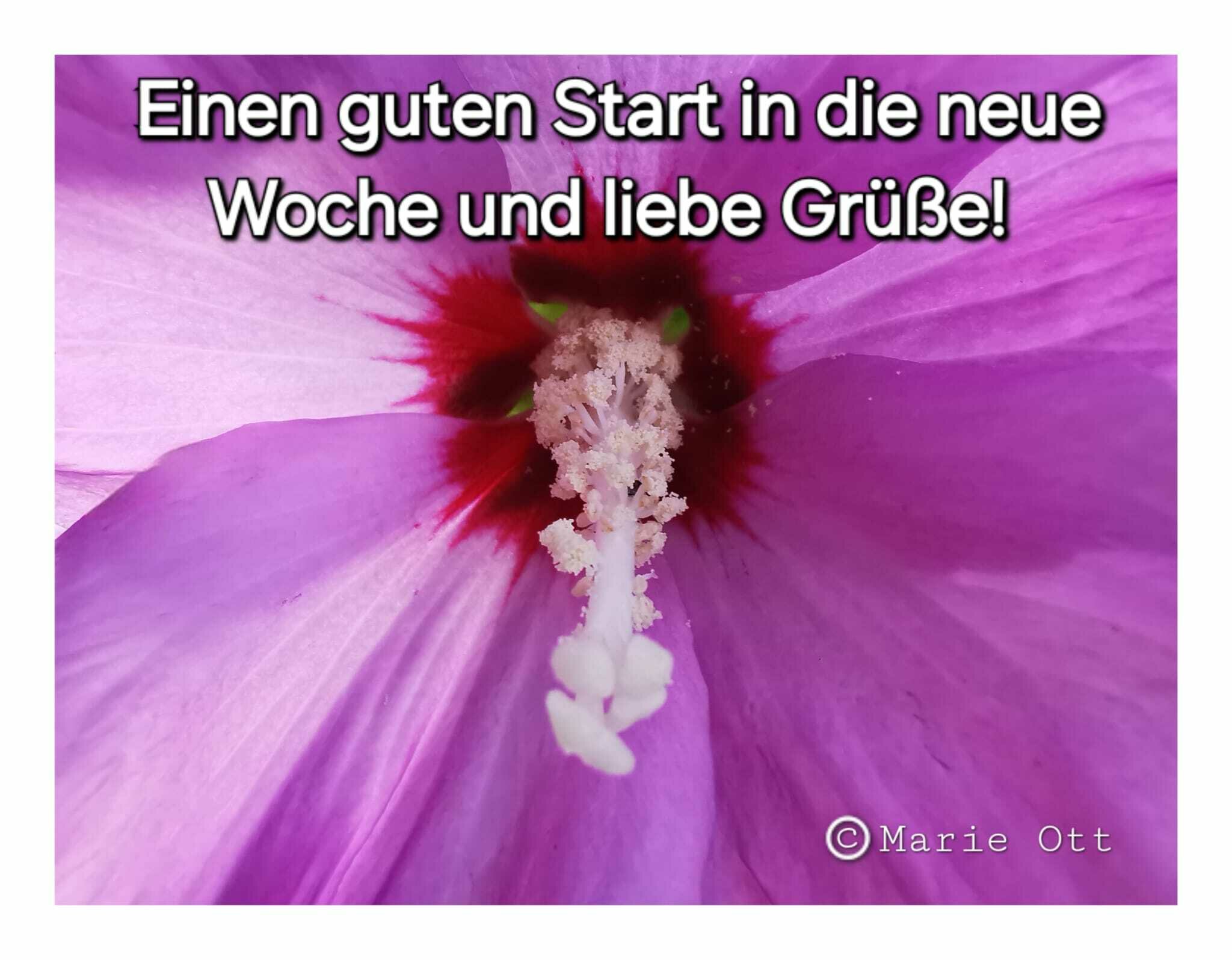 Ich Wünsche Dir Einen Schönen Start In Die Neue Woche Einen guten Start in die neue Woche!