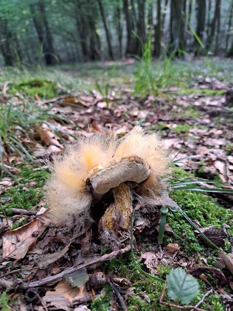 Pilz mit Pilz
