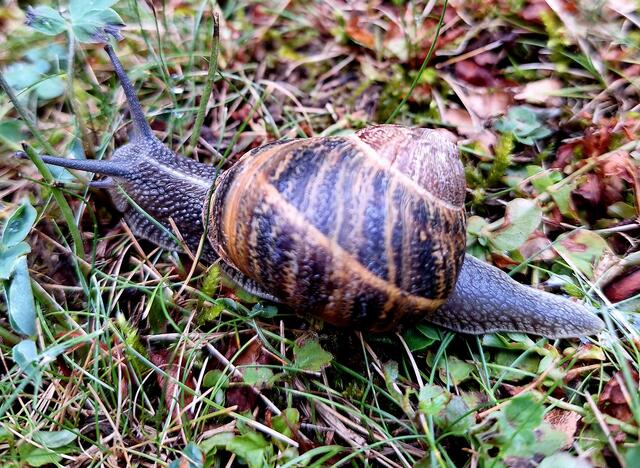 "Immer diese Hetzjagd!" | Foto: Herbert Heger