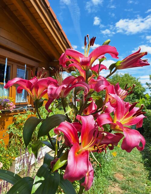 Die Lilienpracht ist echt bestaunlich. | Foto: Herbert Heger