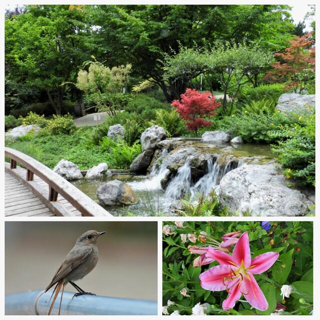Ein paar Schnappschüsse aus dem klein, aber oho-Park
Mehr Bilder im Spazierbericht aus dem Setagayapark unter: https://www.meinbezirk.at/doebling/c-regionauten-community/sommerfrische-to-go-im-japanischen-park_a6798732
 | Foto: Zuzana Kobesova 2024
