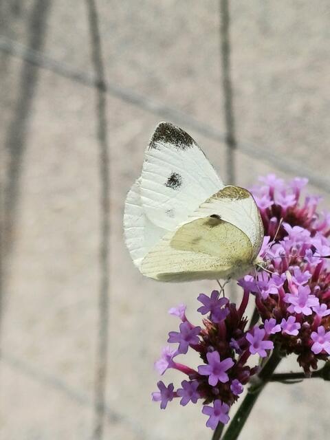 AN EINEM SONNTAG | Foto: EBERHARD ISKRATSCH 