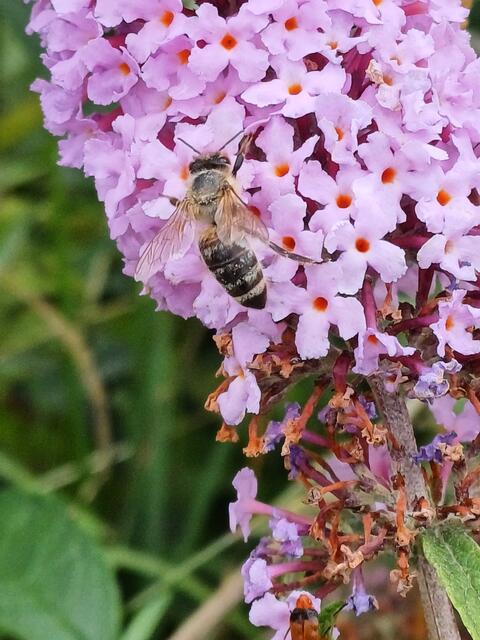 BLÜHTEN WANDERUNG  | Foto: EBERHARD ISKRATSCH 