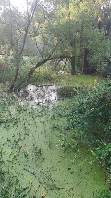 Natur lässt mich fast täglich staunen | Foto: Lydia Ruckensteiner