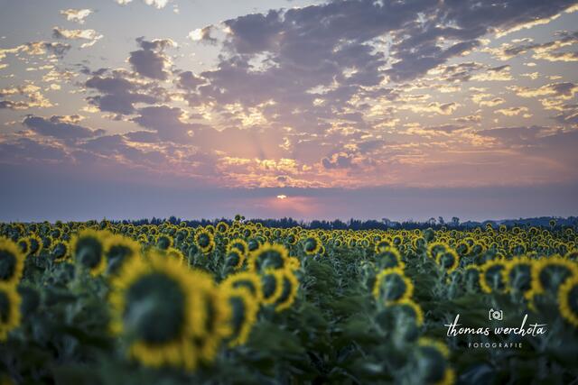 Ein magischer Moment heute früh inmitten eines Sonnenblumenfeldes in Trausdorf an der Wulka. So konnte ich einen wundervollen Sonnenaufgang mit allen Sinnen genießen. | Foto: Thomas Werchota