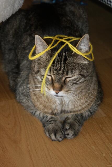 Kater Moritz schnurrt bei der Hitze so vor sich hin"Gib des Bandl aus de Haar, beitels obi laß es foin....."
 
Herzliche Grüße ins hoffentlich kühle Studio!!! - Danke Helga🌹
  | Foto: Helga Weiss