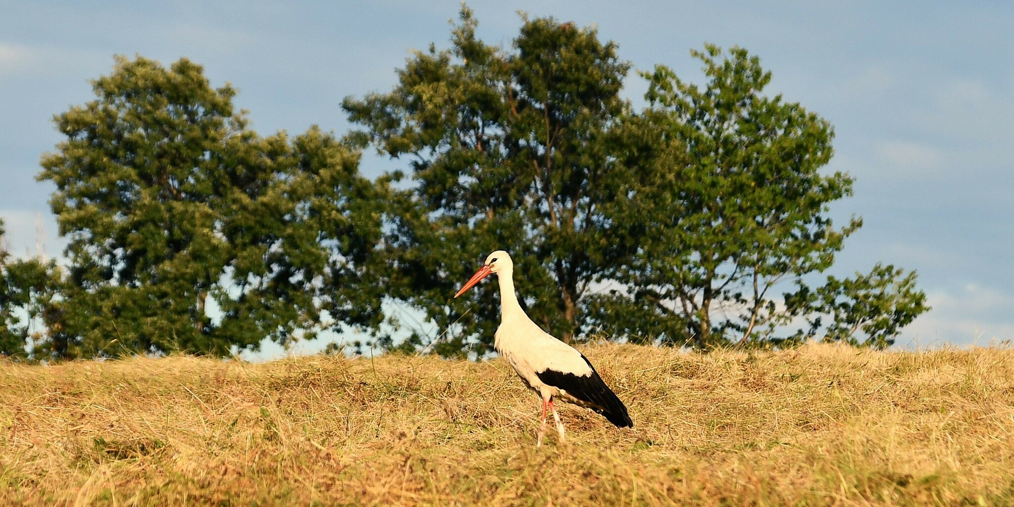 Was steht heute auf dem Speiseplan? Froschschenkel Natur?