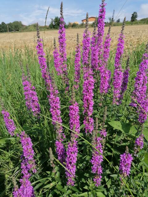 gewöhnlicher Blutweiderich