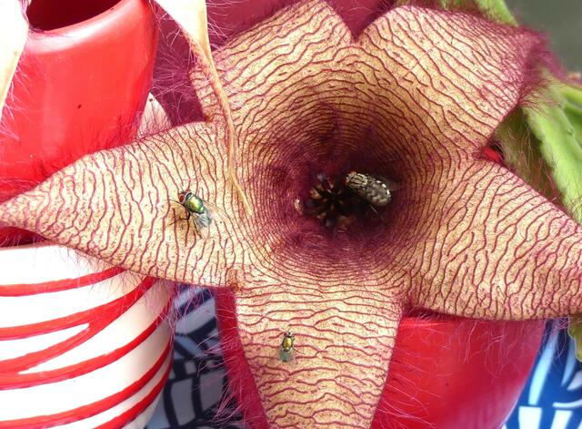 Stepelia gigantea auch Aasblume genannt