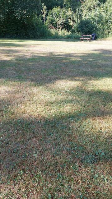 Sommer zwischen Bäumen  | Foto: Lydia Ruckensteiner