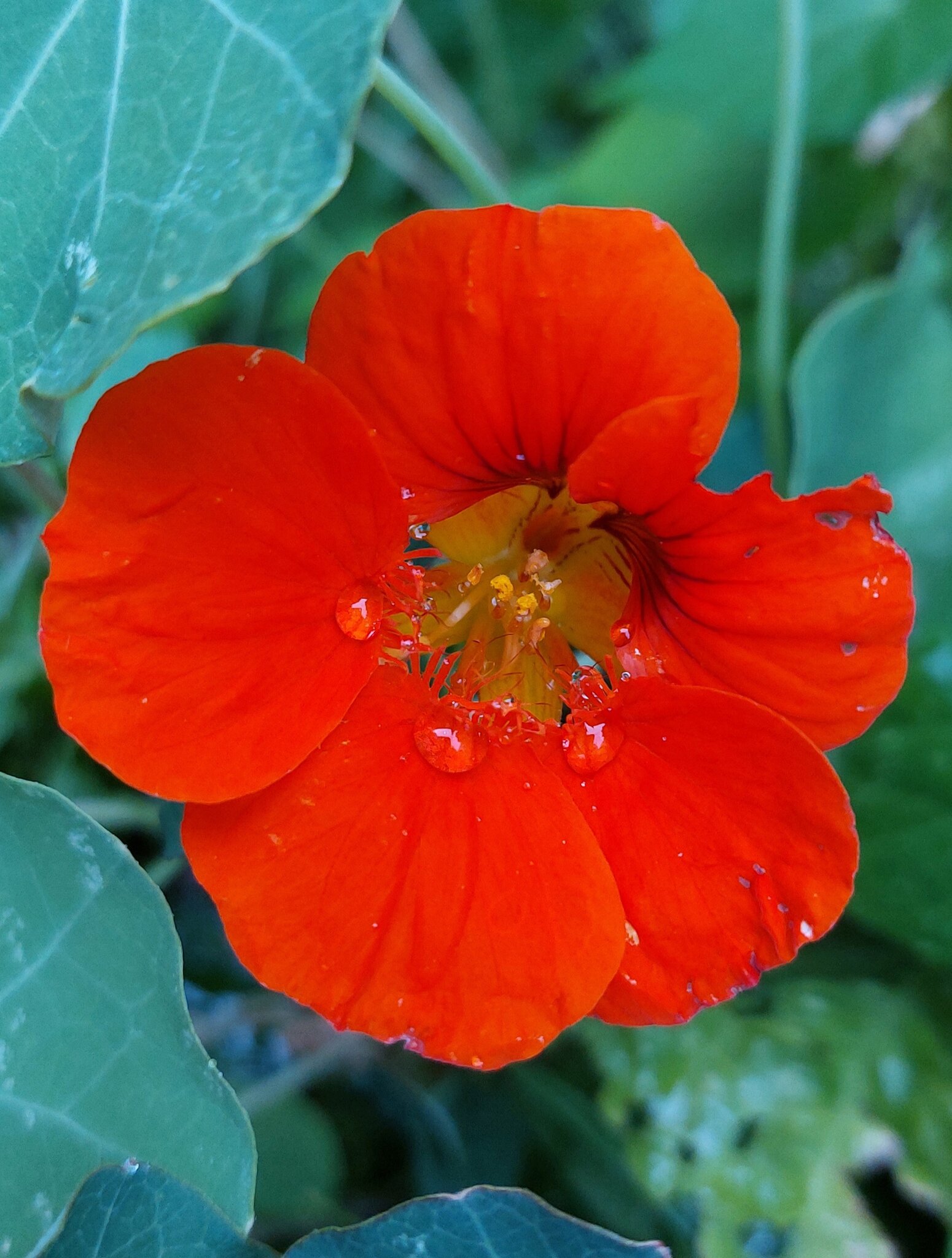 Blühender Gartenzaun in feurig rot