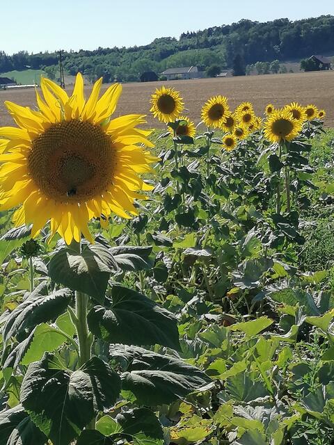 Schöner Sonnenblumen Anblick