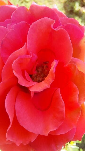 Blütenzauber | Foto: Lydia Ruckensteiner