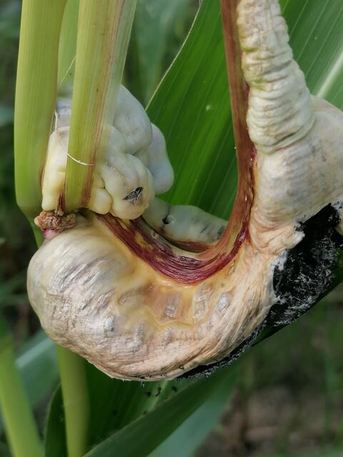 Hängematte im Maisfeld