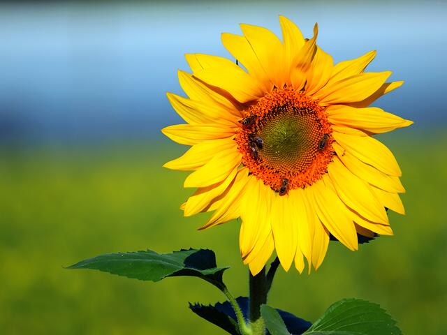 Sonnenblume - Helianthus annuus