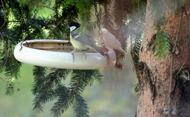 Eine Kohlmeise an der Vogeltränke in bester Gesellschaft mit einer Artgenossin aus Keramik 😊🪽🪶. Ein weiteres, schwierigeres Suchbild gefällig? Schaue hier vorbei: 
https://www.meinbezirk.at/wien/imagepost/achtung-suchbild-wie-viele-voegel-sind-auf-diesem-foto-zu-sehen_i727357

 | Foto: Zuzana Kobesova 2024